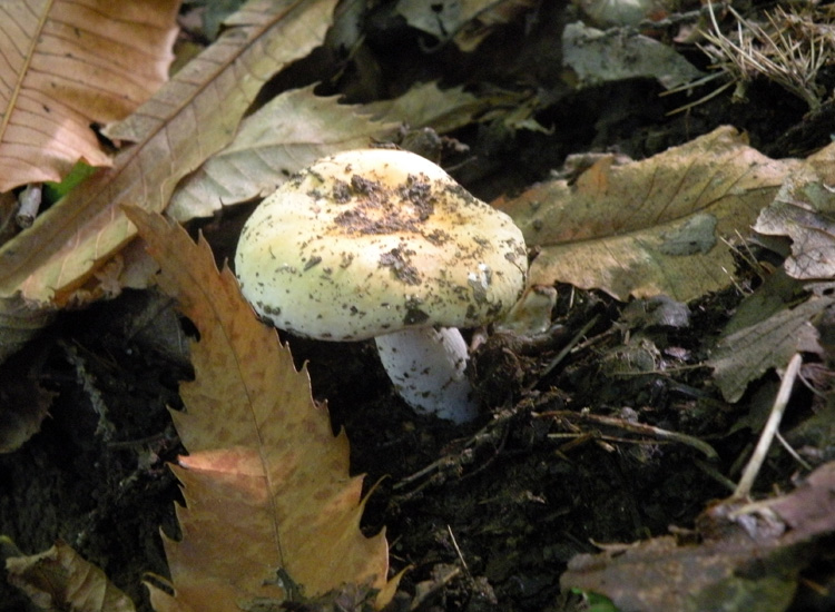 Russula fellea?